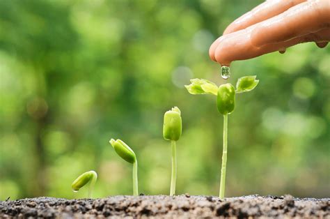 Vidéo la fascinante germination d une plante en timelapse Femmes d