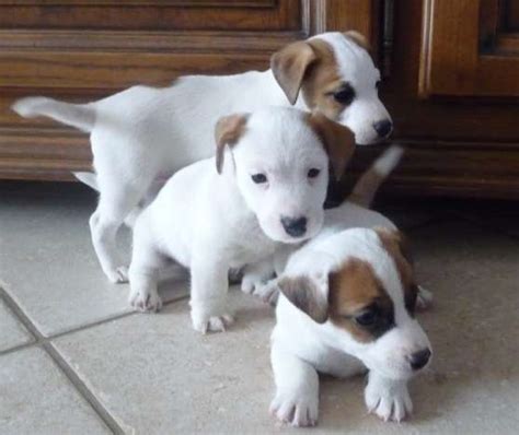 don chiot jack russel marchefr