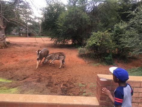 Visiting The Johannesburg Zoo Lagos To Jozi Places To See