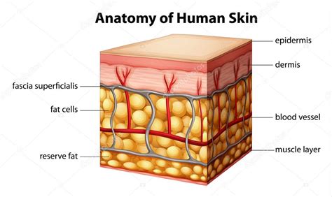 Human Skin Anatomy Stock Vector Image By ©blueringmedia 26395589