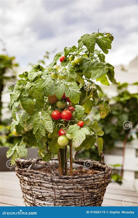 Potted Garden Tomato Plant Stock Image Image Of Bunch 91006119