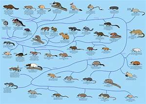 A Guide To Rodent Phylogeny By Albertonykus On Deviantart