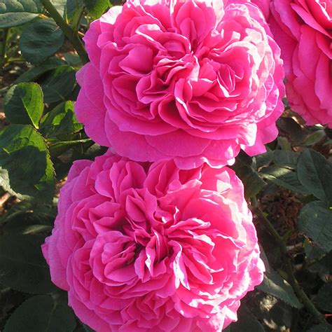 Simone Shrub Rose Quality Roses Direct From Grower