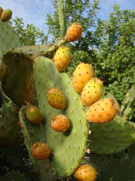 Prickly Pears From Our Cactus Trees Opuntia Is A Genus In The Cactus