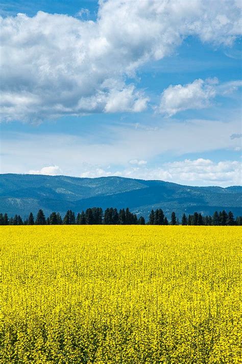 Landscape Photography Yellow Fields Fine Art By Whitesparksstudio 30