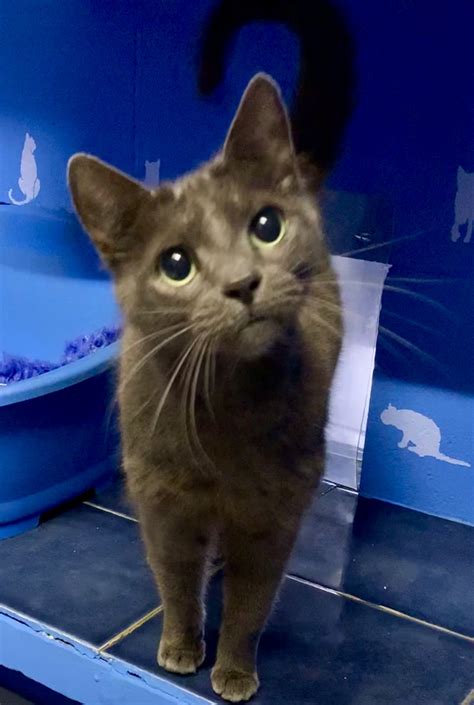 Cattery Purrfect Paradise Slide Show