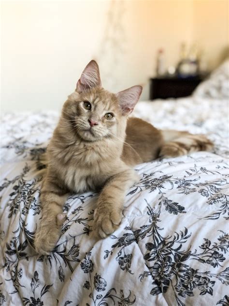 Polys cannot be shown in championship class but are often shown as household pets. Maine Coon Cats For Sale | Chicago, IL #314068 | Petzlover