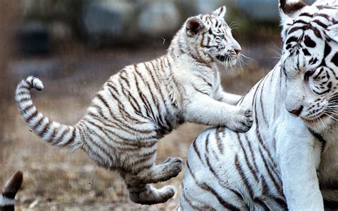 Play Time White Bengal Tiger Cub Pesters Mum In Pictures