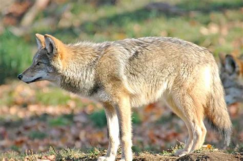 Coyotes In Tigard Parks And Wetlands Tigard Life