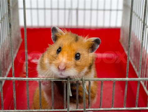 Syrian Hamster Stock Image Colourbox