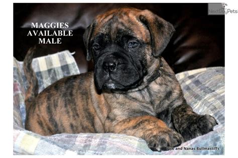 How to make your bullmastiff puppy happy, healthy & obedient. Brindle Male: Bullmastiff puppy for sale near Shreveport ...