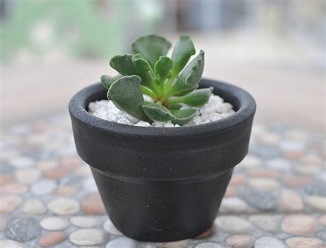 Adromischus Cristatus Guide How To Grow And Care For Crinkle Leaf Plant