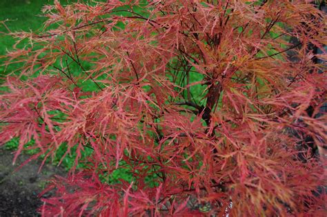 Buy this weeping hana matoi japanese maple tree online with confidence at our online japanese maple store! Baldsmith Japanese Maple | Maples N More Nursery