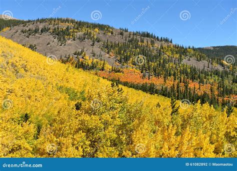 Autumn Colors Of Colorado Rockies Stock Photo Image Of Pine Colored
