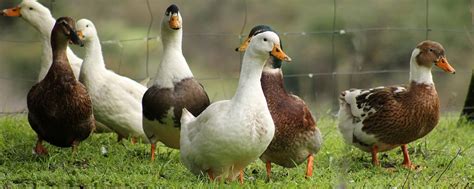 We did not find results for: Enten halten im eigenen Garten: Wir erklären in 10 Minuten ...