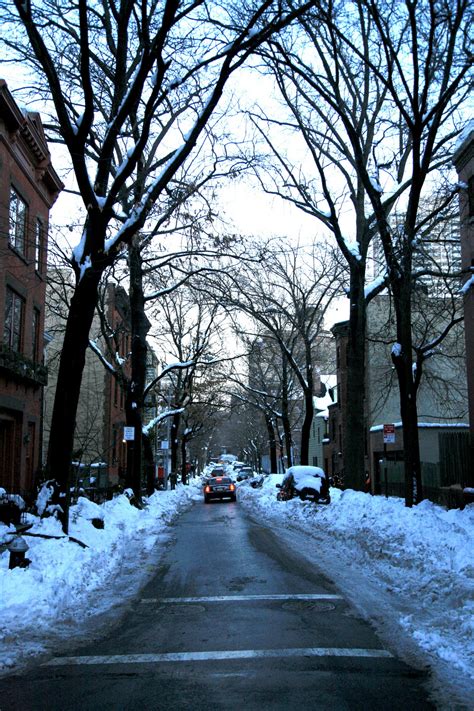 Free Images : tree, street, nyc, weather, brooklyn, season, newyork