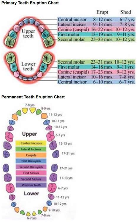 This is particularly helpful when faced with a stray kitten. Primary and Permanent Teeth Eruption Charts | Dental ...