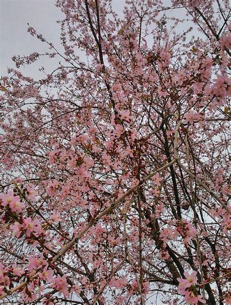 Itulah daftar perkiraan tanggal mekarnya bunga sakura di setiap kota jepang. (GAMBAR) Keindahan Musim Bunga Sakura di Putrajaya, Musim ...