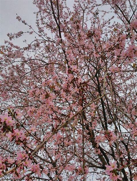 Bunga sakura berwarna merah muda pucat akan mekar dengan serentak di. (GAMBAR) Keindahan Musim Bunga Sakura di Putrajaya, Musim ...