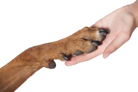 Dog Paw And Human Hand Stock Photo Image Of Humanism 73474718