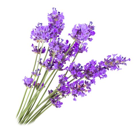 Lavender Essential Oil Zippz