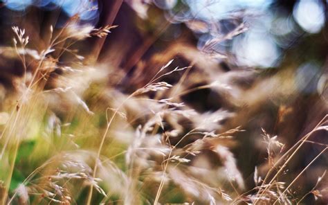Blurred Summer Grass Wallpaper 2560x1600 29535