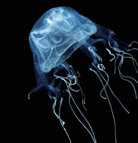 Какая самая ядовитая медуза в мире