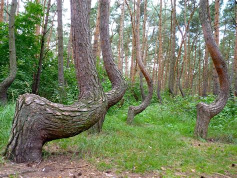 2019 © bytomski sport polonia bytom. Krummer Wald & Bäume bei Stettin (Gryfino) Polen - crooked ...
