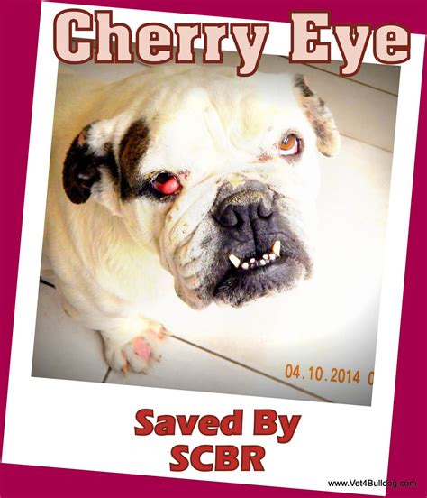 When the third eyelid gland thickens and slips. Cherry Eye