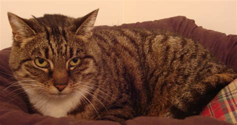 Paddy 6 Year Old Male Tabby Domestic Short Haired Cat For Adoption