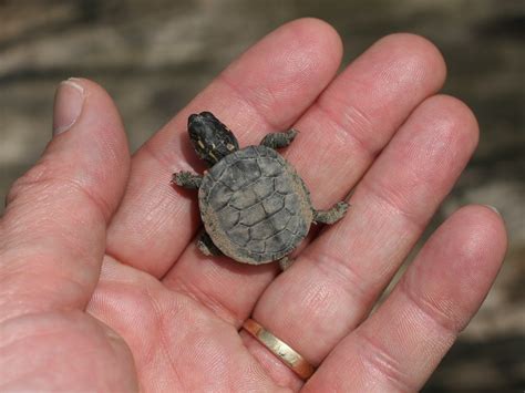 Painted Turtle Chrysemys Picta Hatchling Douglas Mills Flickr