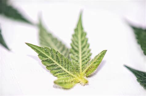 Leaf cactus, genus of about 15 species of cacti, native to tropical and subtropical america. What is Weed? Your Complete Guide to Understanding Cannabis