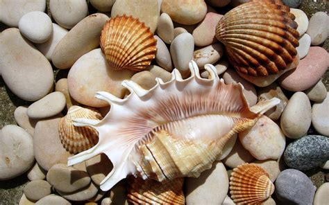 Stones Seashells Seashell Hd Wallpapers Desktop And Mobile Images