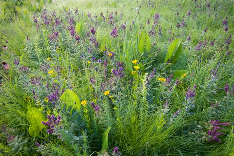 How To Turn Your Lawn Into A Wildflower Meadow And Why You Should