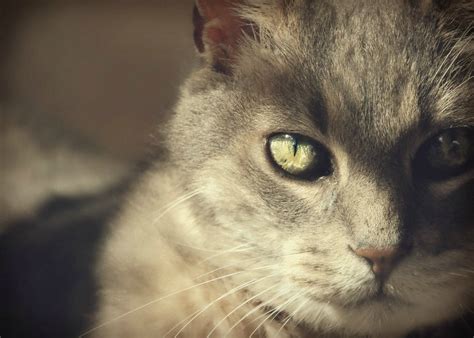 Feline Cat Photography Gorgeous Eyeskitty Lovers T Etsy