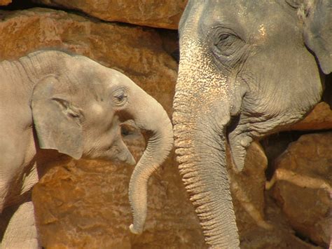 Free Download Fileasian Elephant And Baby Wikipedia The Free
