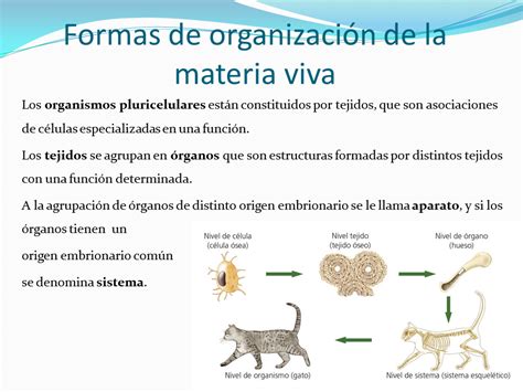 Biología Y Geología 1ºbto Tema 9 HistologÍa Animal Y Vegetal