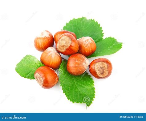 Hazelnuts Stock Photo Image Of Seasonal Nutwood Nutshell