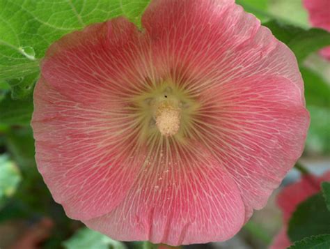 Pink Holly Hock 04 Indiana Ivy Nature Photographer Flickr
