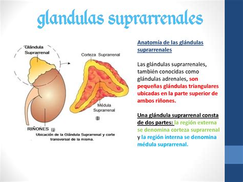 SOLUTION Glandulas Suprarrenales Funcion Enfermedades Clasificacion