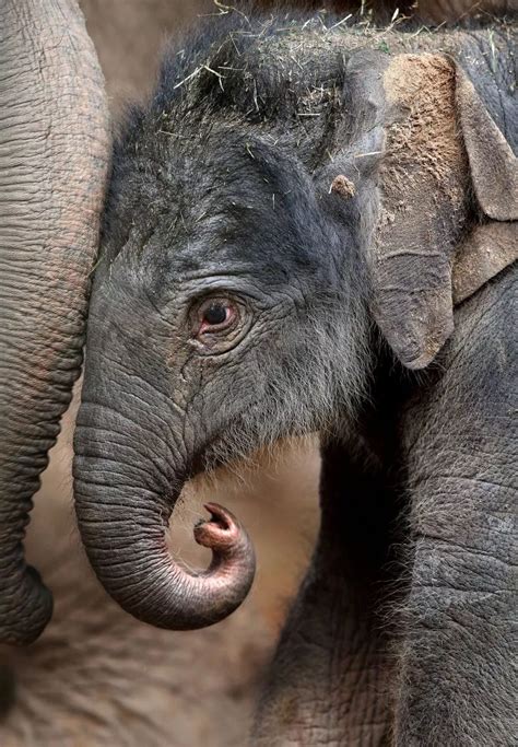 Asian Elephant Born At Chester Zoo Cheshire Live