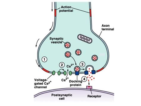 Nerve Impulse Transmission Across Synapse Online Biology Notes