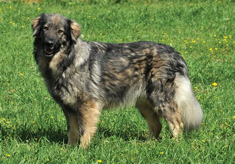 Caucasian Shepherd Dog Breeds