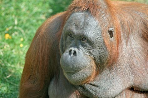For Example Mammals Such As Orangutans In Asia Gorillas Africa