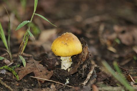 Yellow Amanita Mushroom Free Stock Photo Public Domain Pictures