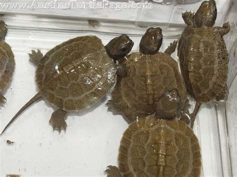 Article Concise Guide To Choosing North American Turtles As Pets