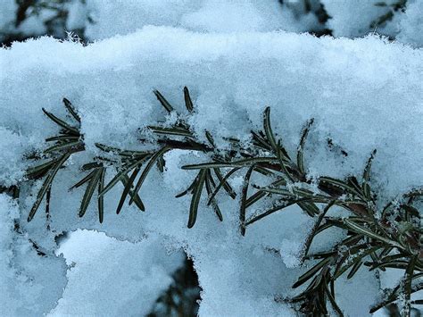 For their best winter survival, rosemary should be planted close to your house on the south or west side so that plants benefit from retained and if you don't want to take the chance that your rosemary may not survive outside, then plants can also be grown as houseplants. For fresh rosemary in the winter, grow the plant indoors i ...