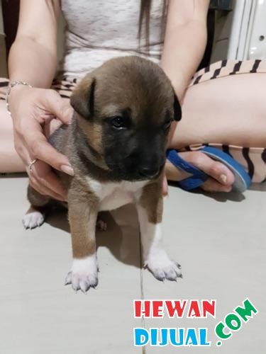 Dijual Anjing Kintamani Murah & Terpercaya! | HewanDiJual.com