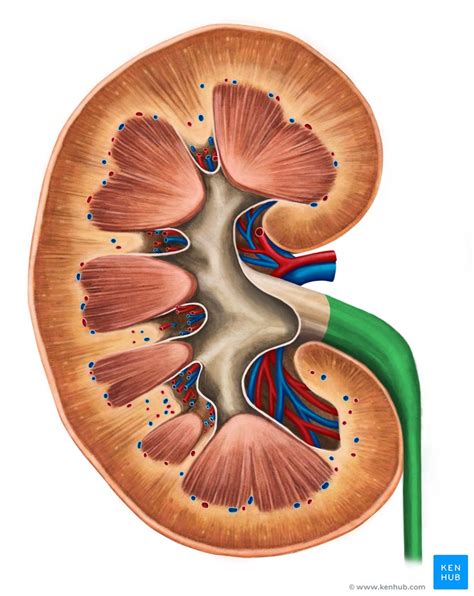 Ureteres Anatomia Histologia Função Sistema Urinário Kenhub