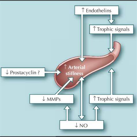 Pdf Arterial Compliance And Endothelial Function